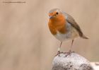 robin_130312a.jpg