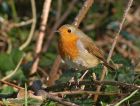 robin_1403a.jpg