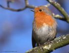 robin_140412b.jpg