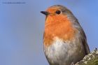 robin_140412d.jpg