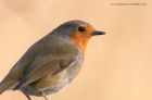 Filename=robin_150113a.jpg
Filesize=180KB
Dimensions=1000x664
Date added=Jan 29, 2013 robin_150113a.jpg
