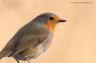 robin_150113a.jpg