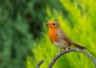 robin_160909a.jpg