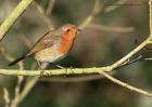 robin_201110b.jpg