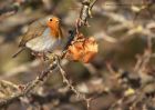 Filename=robin_231210a.jpg
Filesize=225KB
Dimensions=1000x714
Date added=Dec 24, 2010 robin_231210a.jpg