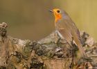 robin_270210a.jpg