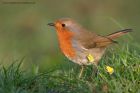 robin_280312a.jpg