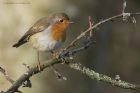 robin_290115a.jpg