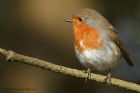 robin_300313c.jpg