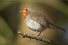 robin_300313f.jpg