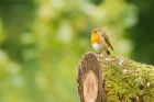 robin_HB_030920a.jpg