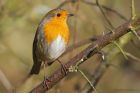 Filename=robin_LM_100323a.jpg
Filesize=788KB
Dimensions=1300x867
Date added=Aug 23, 2024 robin_LM_100323a.jpg