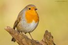 robin_LM_131119a.jpg