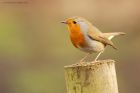 robin_MM_010221c.jpg