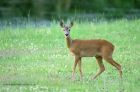 roeDeer_190612b.jpg