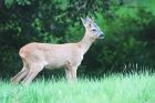 roeDeer_270615a.jpg