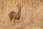 Filename=roeDeer_lunt_020323a~0.jpg
Filesize=963KB
Dimensions=1300x867
Date added=Aug 23, 2024 roeDeer_lunt_020323a~0.jpg