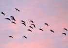 roosting_geese_2501a.jpg