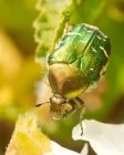 rosechafer_080608a.jpg