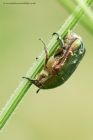 rosechafer_100613a.jpg