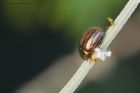 Filename=rosemary_gdn_171018b.jpg
Filesize=472KB
Dimensions=1200x800
Date added=Mar 23, 2021 rosemary_gdn_171018b.jpg