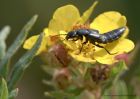 roveBeetle_150810a.jpg