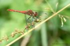 ruddyDarter_070611a.jpg