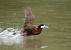 ruddyDuck_150609c.jpg