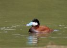 ruddyDuck_150609d.jpg