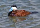 ruddyDuck_2105i.jpg