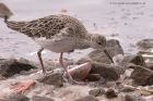 Filename=ruff_230113zr.jpg
Filesize=246KB
Dimensions=1000x667
Date added=Feb 10, 2013 ruff_230113zr.jpg