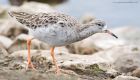 Filename=ruff_MiM_311018b.jpg
Filesize=569KB
Dimensions=1300x752
Date added=Mar 23, 2021 ruff_MiM_311018b.jpg