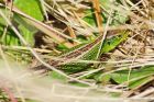 sandLizard_dunes_240521a.jpg