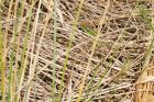 sandLizard_dunes_240521aa.jpg