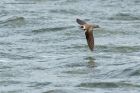 sandMartin_130513a.jpg