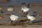 sanderling_010214c.jpg