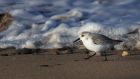 sanderling_010214j.jpg