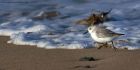 sanderling_010214k.jpg