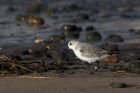 sanderling_010214o.jpg