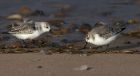 sanderling_010214z17.jpg