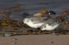 sanderling_010214z18.jpg