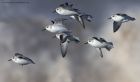 Filename=sanderling_010214z31.jpg
Filesize=242KB
Dimensions=1200x703
Date added=Mar 22, 2014 sanderling_010214z31.jpg