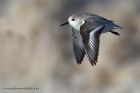 sanderling_010214z34.jpg