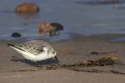 sanderling_010214z6.jpg