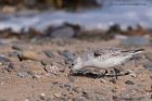 sanderling_050412d.jpg