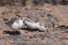 sanderling_050412f.jpg