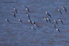 sanderling_101111a.jpg