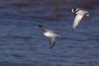 sanderling_101111b.jpg