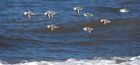 sanderling_130313b.jpg