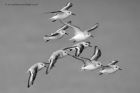 sanderling_131012b.jpg